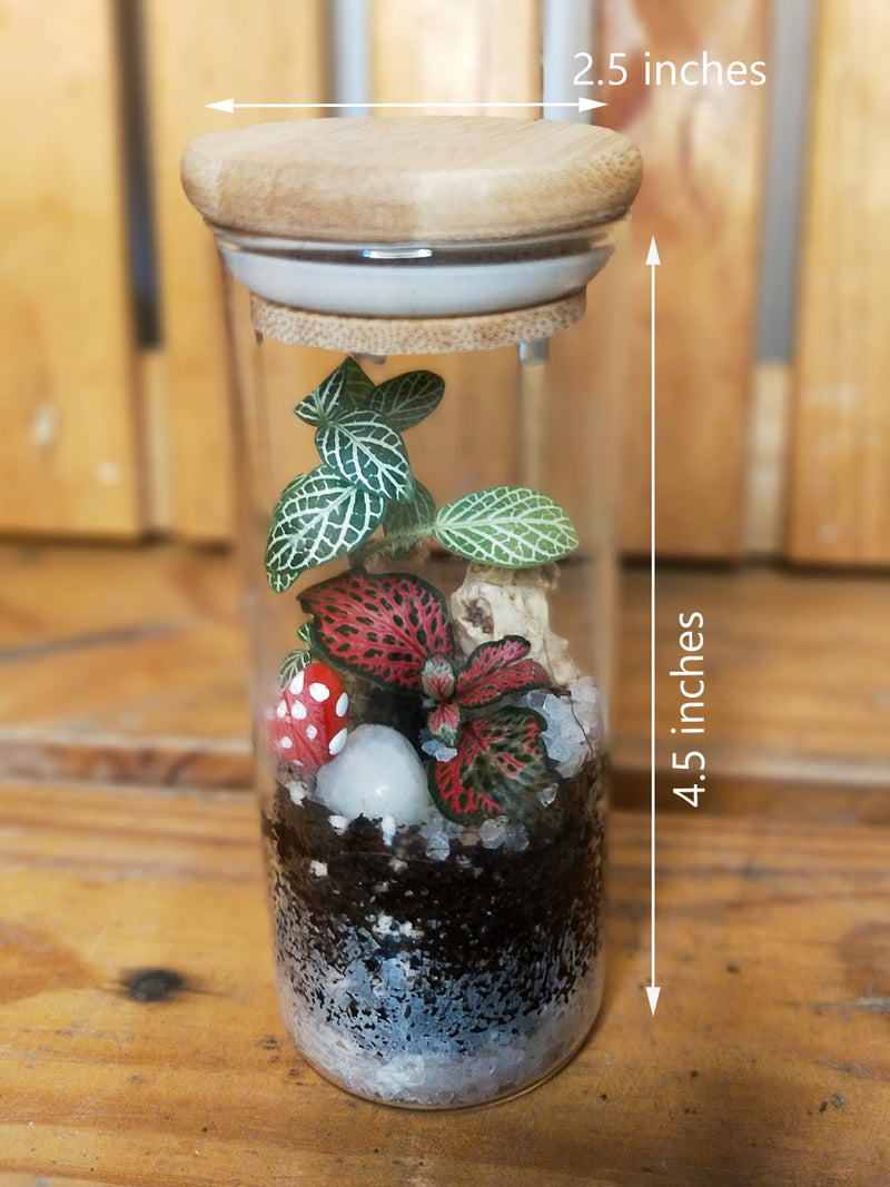 Mini Spice Jar Rainforest Terrarium
