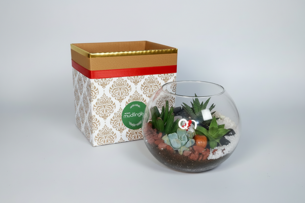 A festive 6 inch succulent terrarium with a variety of succulent plants inside a transparent round container. The terrarium is packaged in a decorative box with a red ribbon.