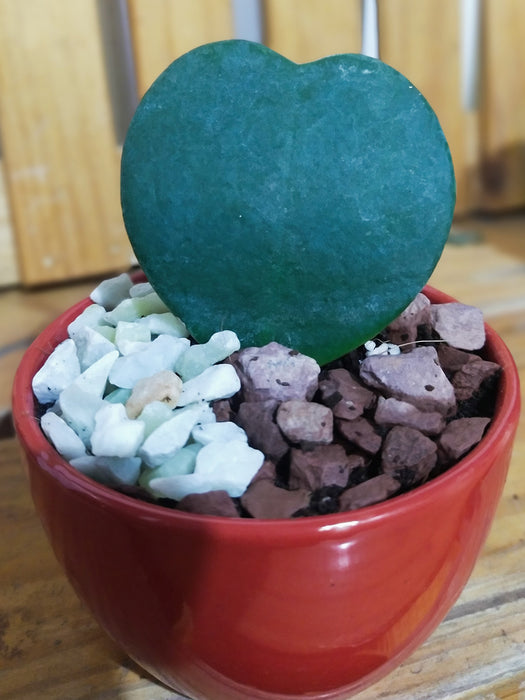 Sweetheart Hoya in a Ceramic Pot