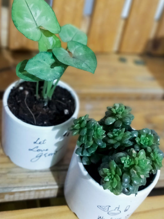 Opposite Duo - House Plants