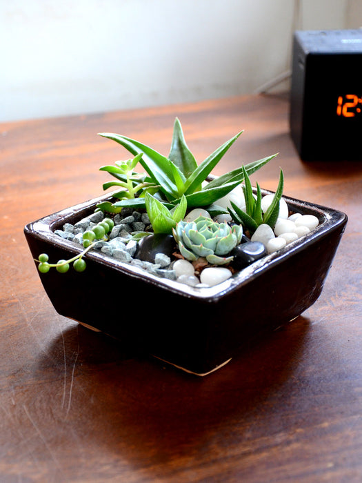 succulents in a tray Assorted Succulents in Ceramic Tray — Mudfingers
