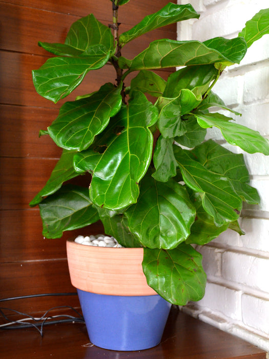 Fiddle Leaf Fig in Ceramic Pot