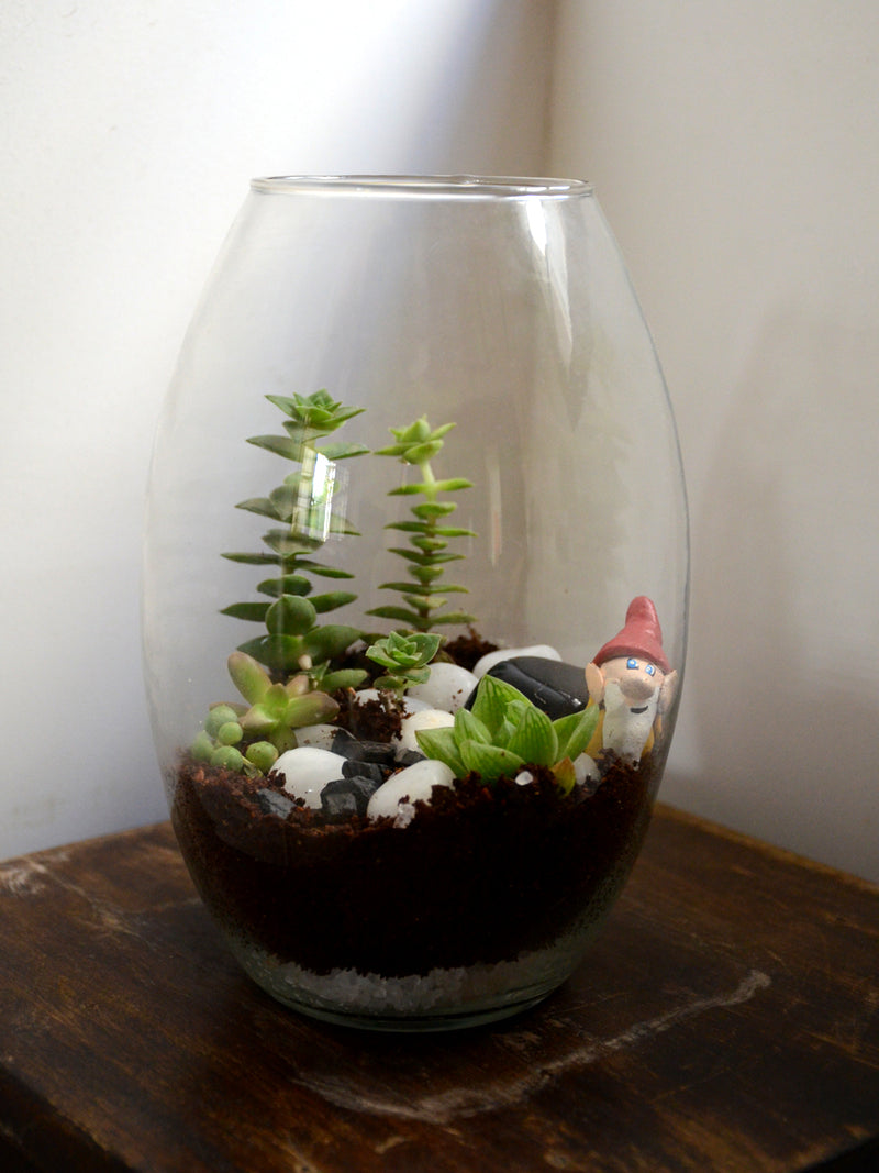 Oblong Terrarium