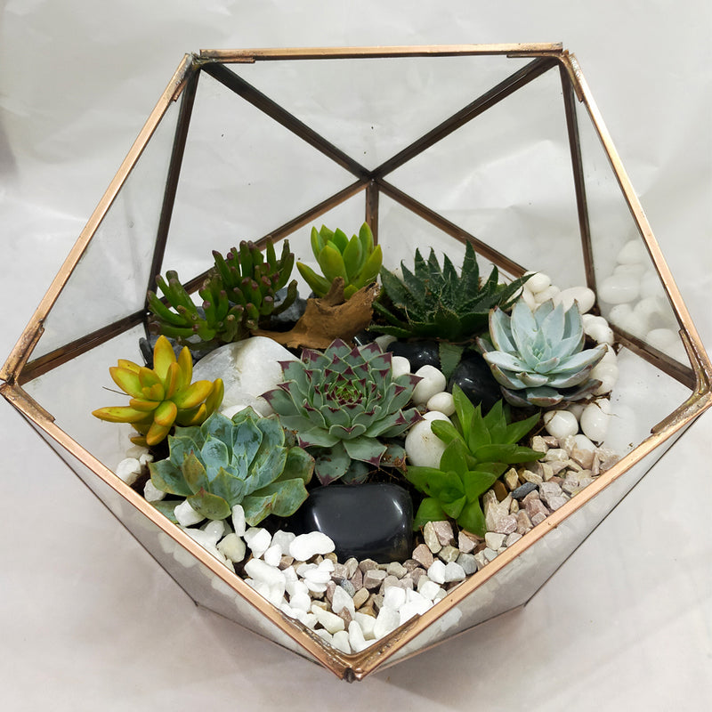 Terrarium Products