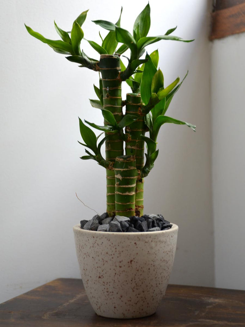 Lucky Lotus Bamboo in a 4 inch Ceramic Pot