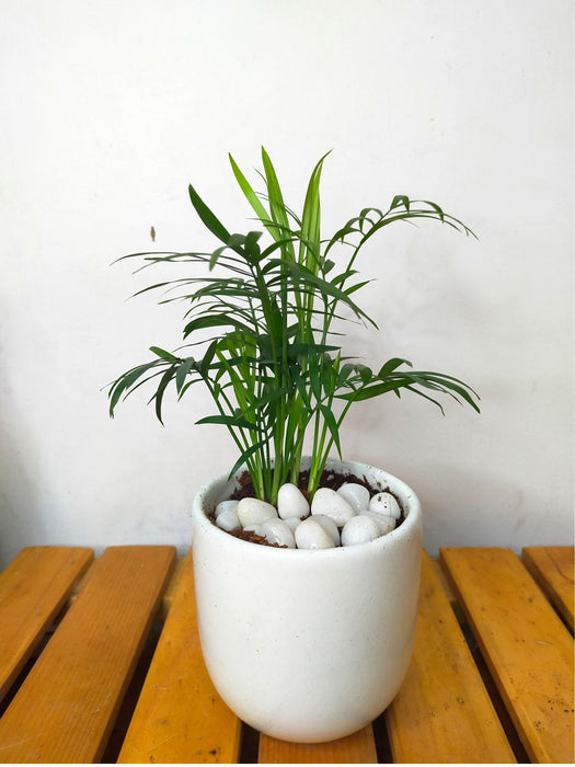 Chamaedorea Palm in 4 inch Ceramic Pot