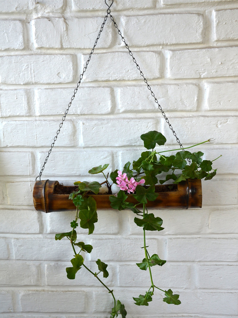 Ivy Geranium in Bamboo Planter