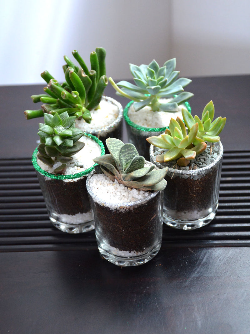Succulents in Glittering Shot Glass (Pack of 25)