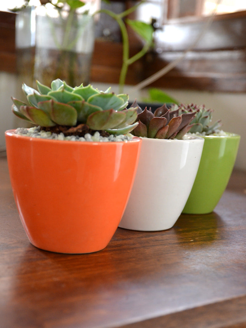 Tricolor Succulents (Set of 3)