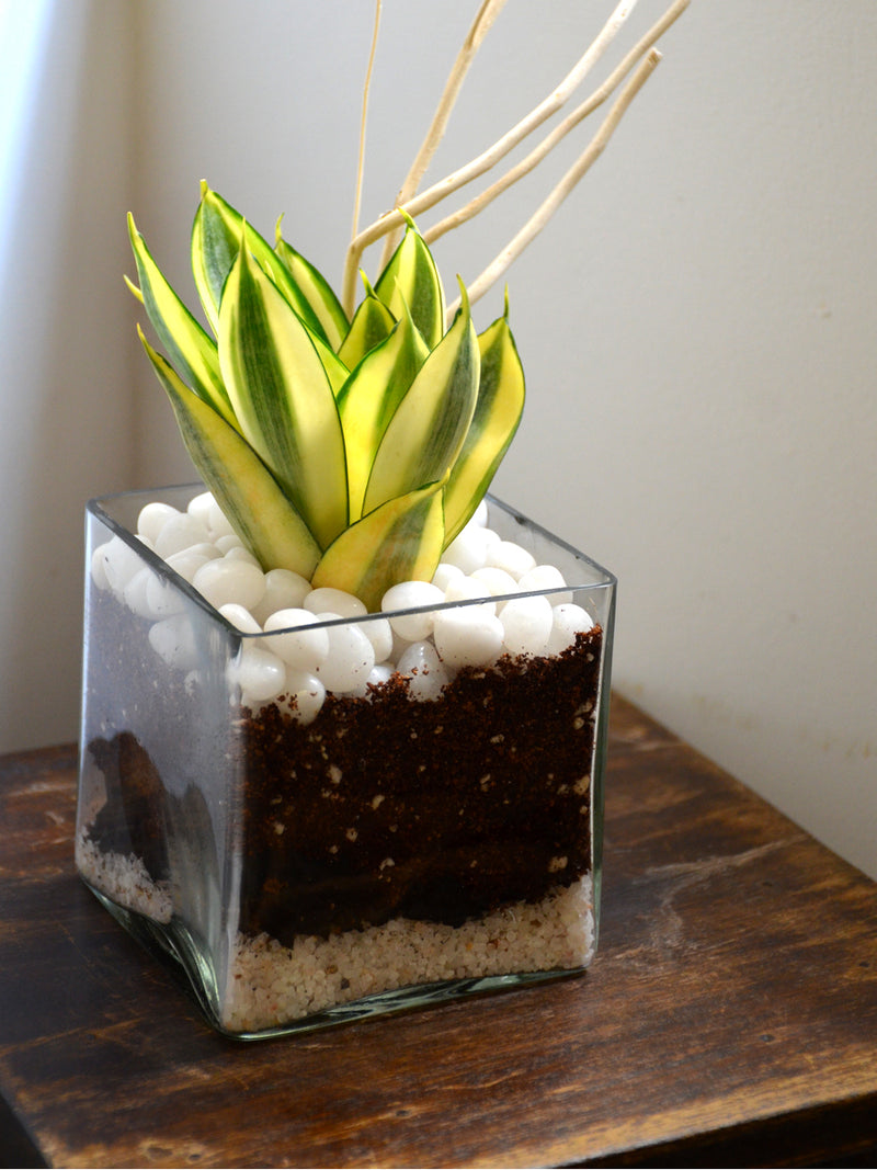 Sansevieria Square Terrarium
