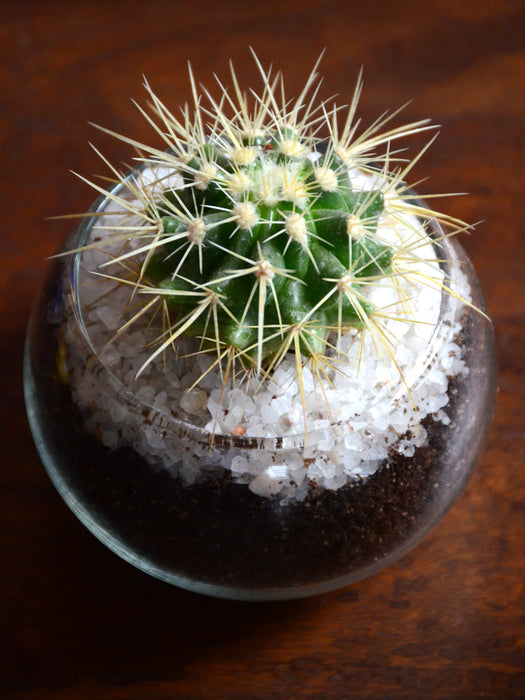 Mini Cactus Spheres