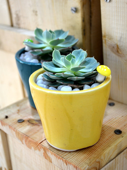 succulent plants combo Succulent Combo in Ceramic Pots — Mudfingers