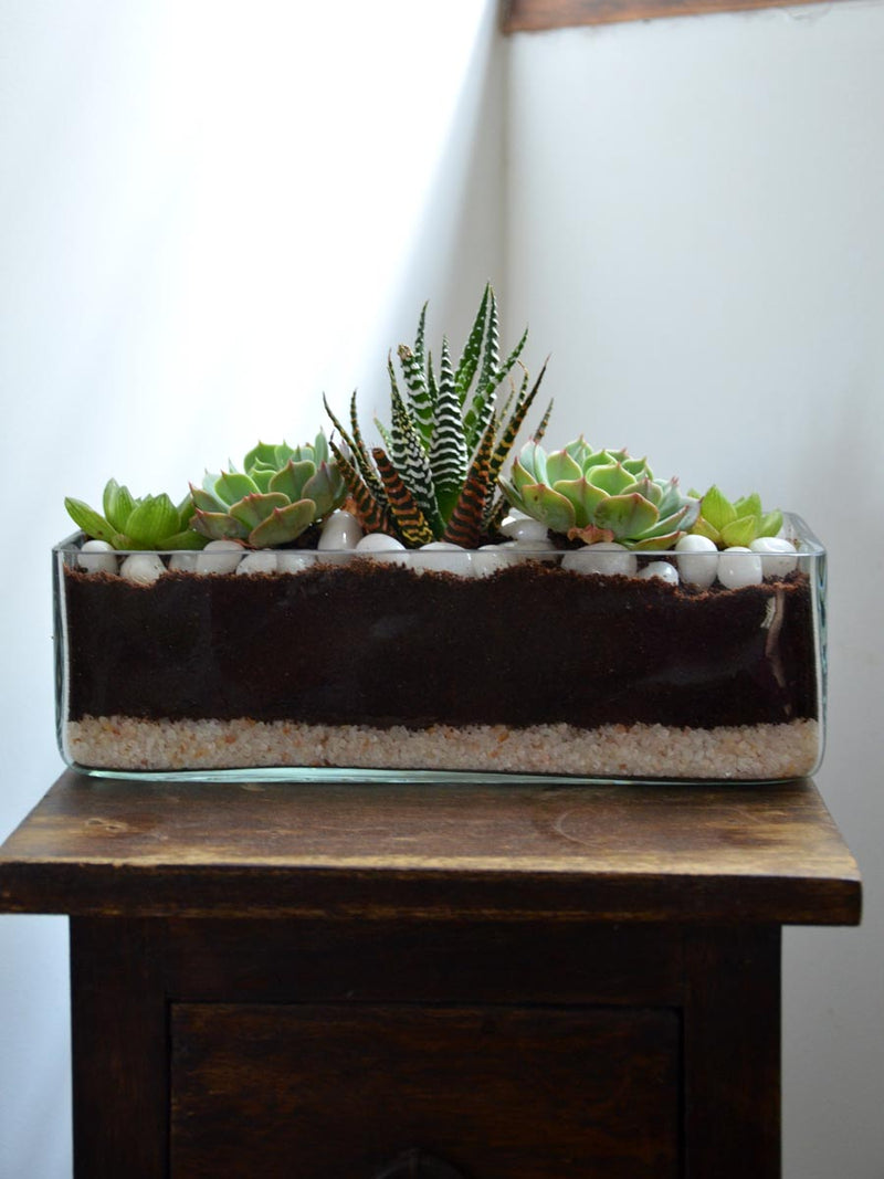 Rectangular Open Terrarium