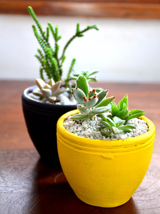 succulent combo Succulent Combo in Clay Pots — Mudfingers