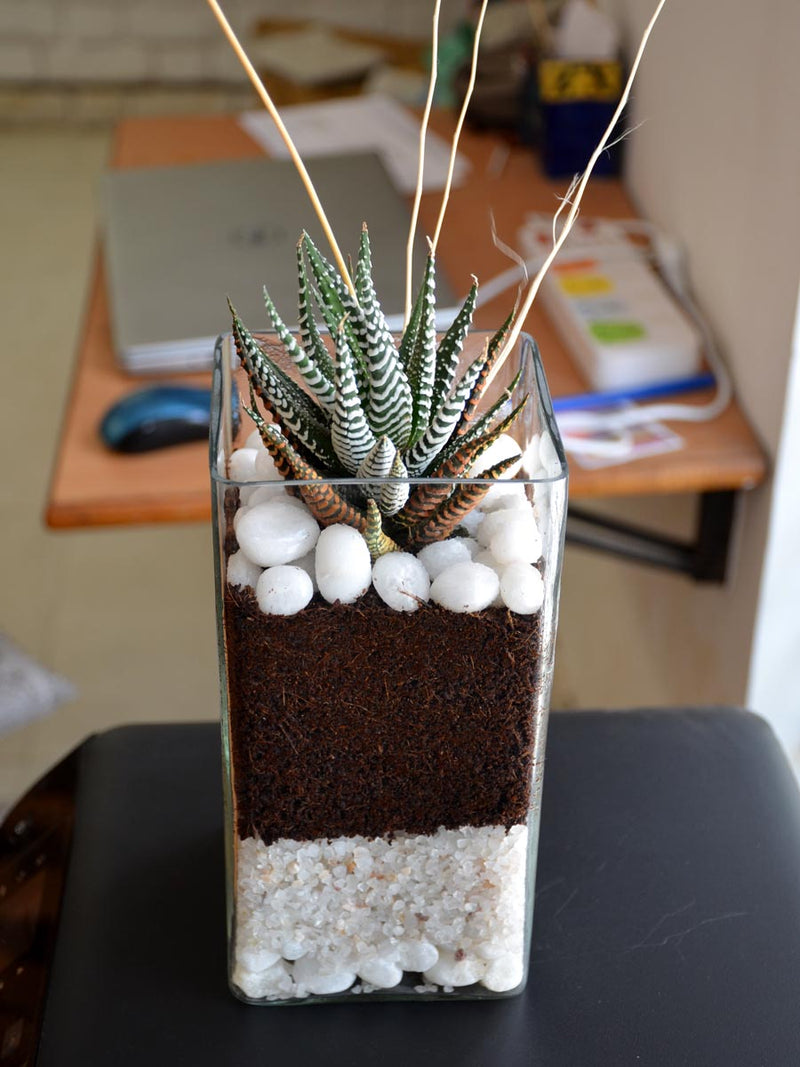 Zebra Succulent Square Terrarium (8 Inches)