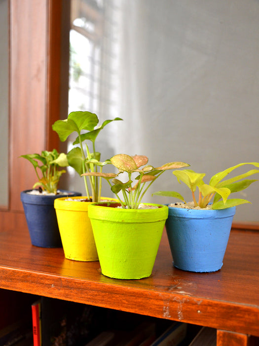 bright coloured indoor plant pots Indoor Plants in Clay Pots (Set of 4) — Mudfingers