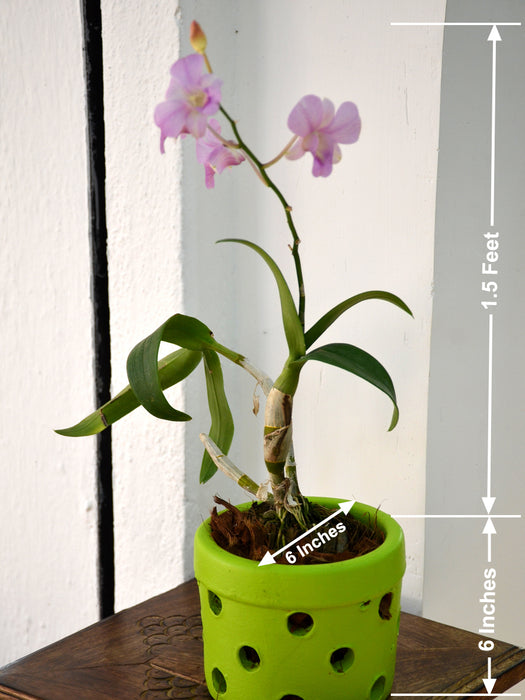 Orchid Plant