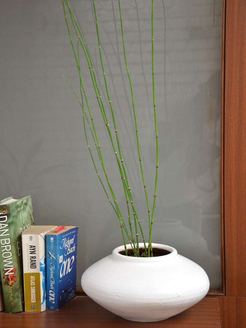 Water Bamboo or Horsetail Fern