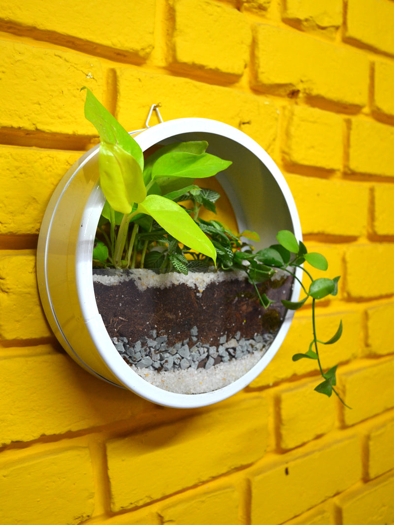 Round Wall Terrarium