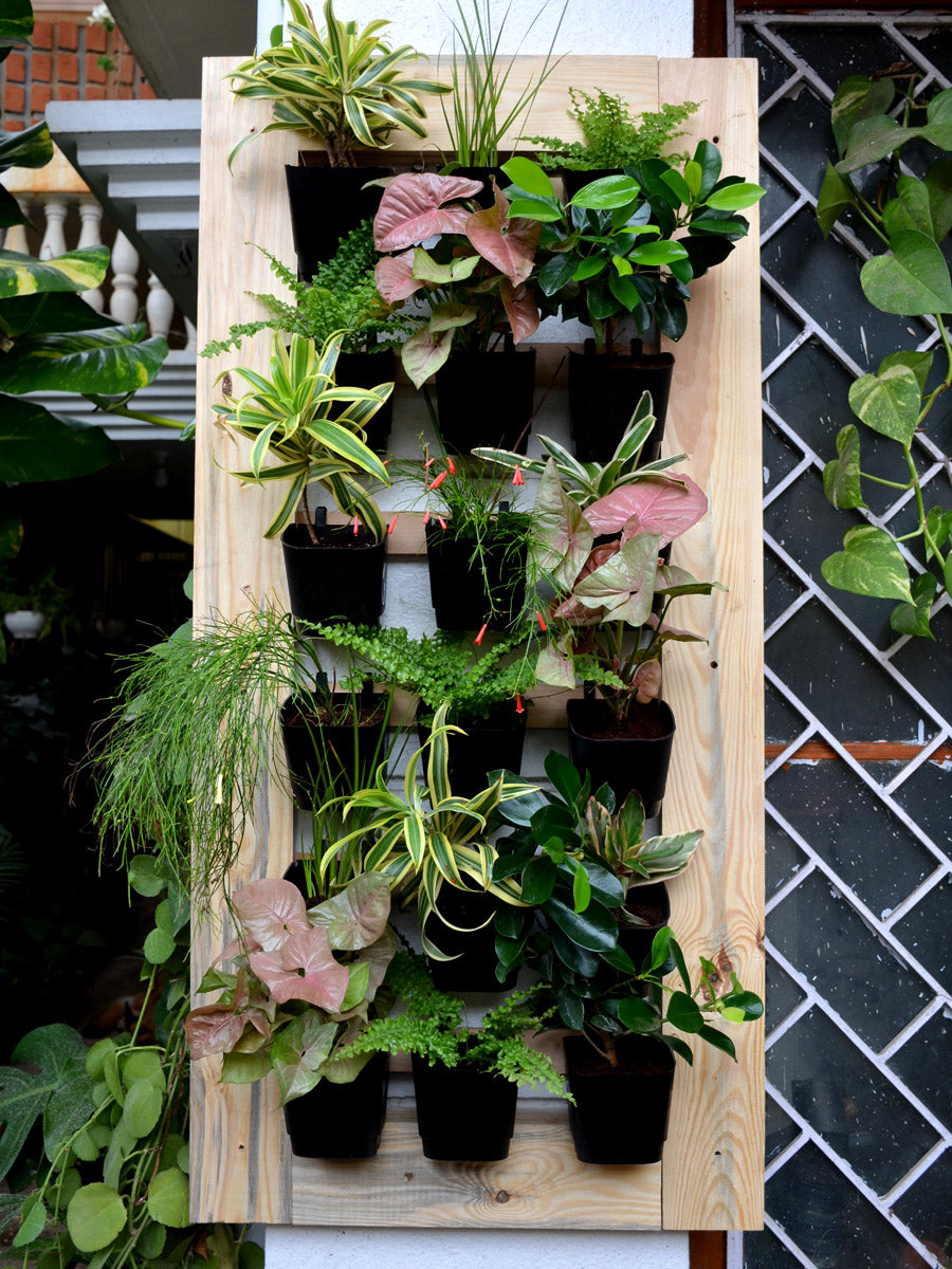 vertical garden plants indoor Vertical Garden (4 X 2 Feet) — Mudfingers
