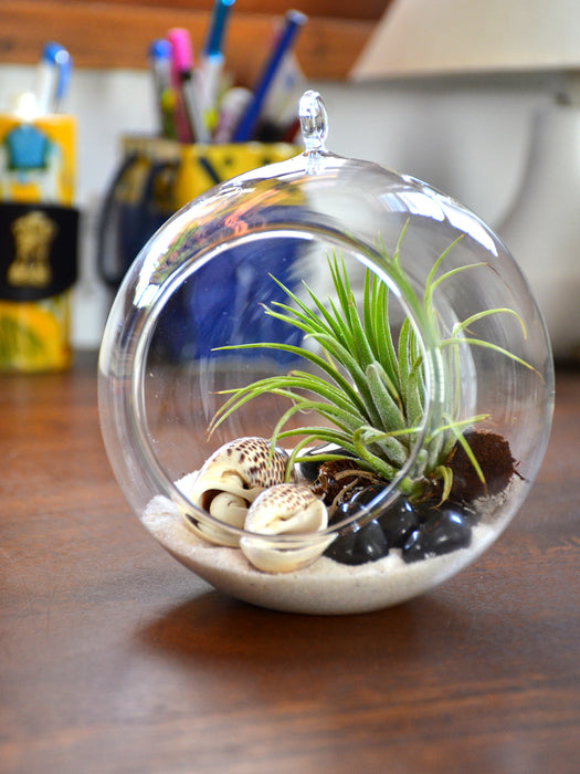 Air Terrarium