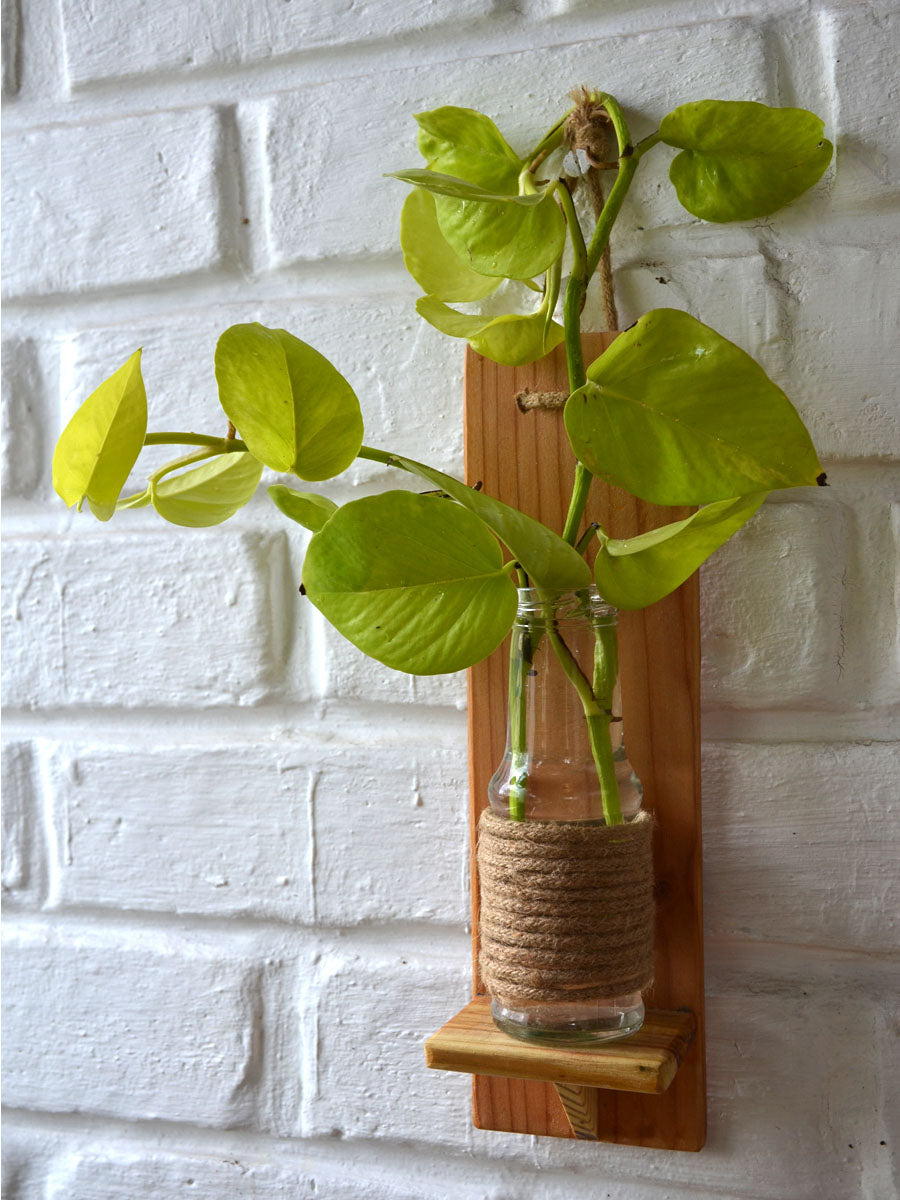 money plant wall Money Plant in Wooden Wall Planter — Mudfingers