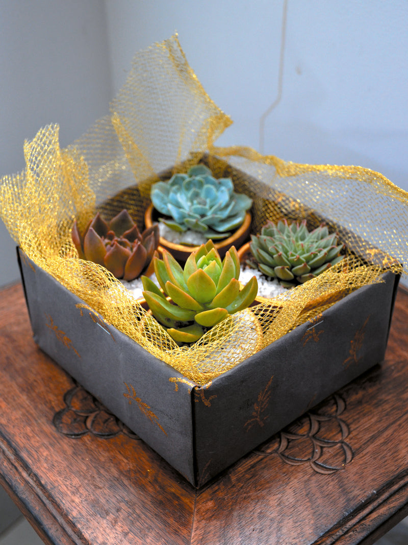Green Gift Hamper (Set of 4 Succulents)