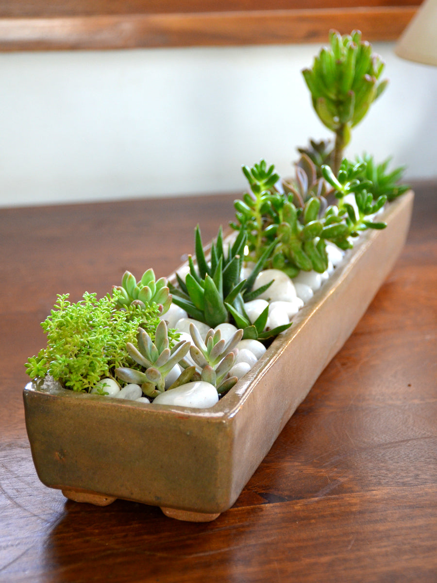 Succulent Platter — Mudfingers