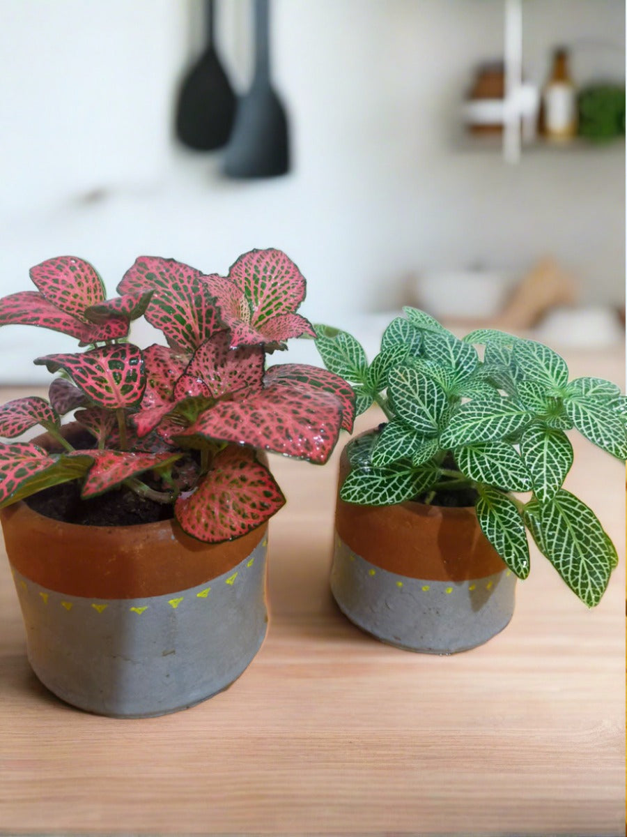 Plants suited for Closed Terrariums