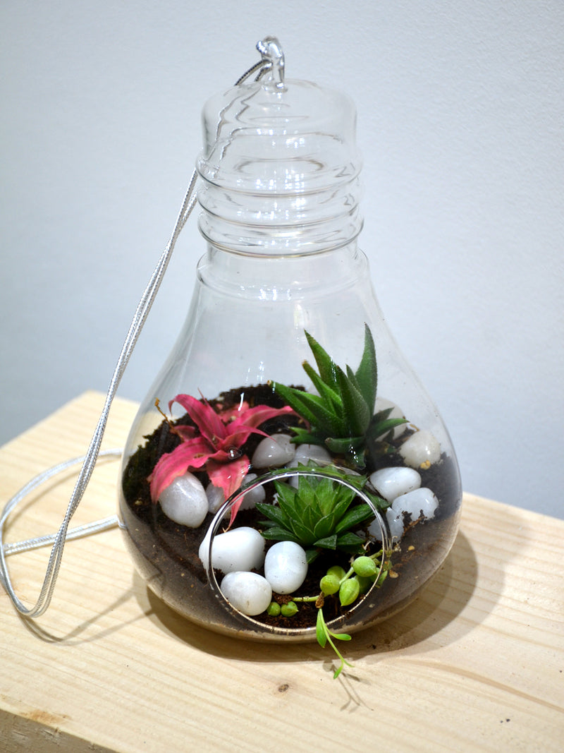 Hanging Bulb Terrarium