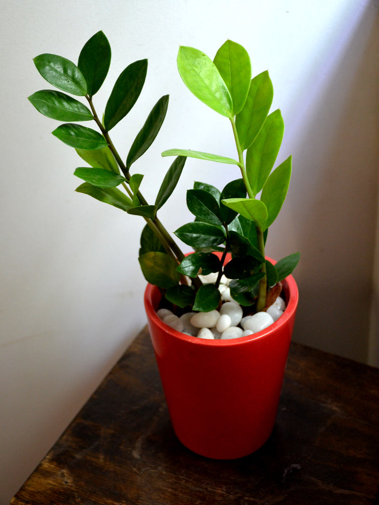 zz plant terracotta pot ZZ Plant in Ceramic Pot — Mudfingers