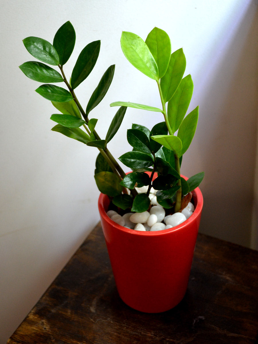 ZZ Plant in Ceramic Pot — Mudfingers
