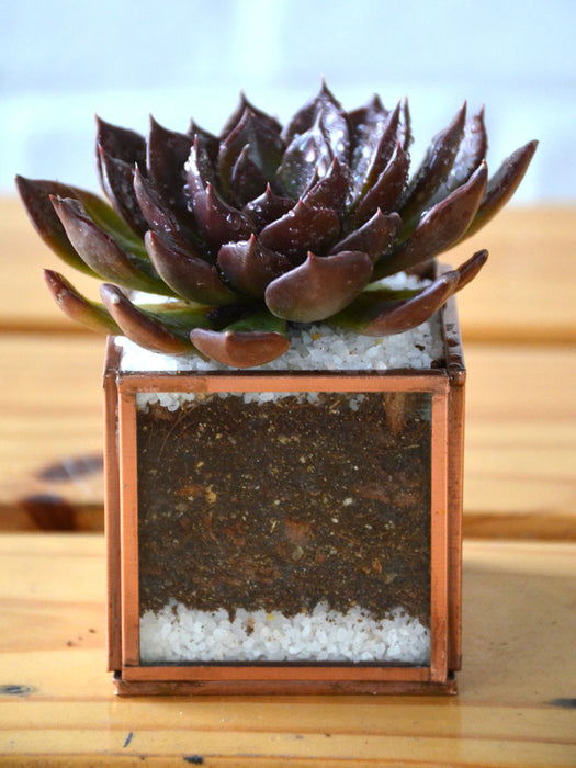 Mini Cube Succulent Terrarium