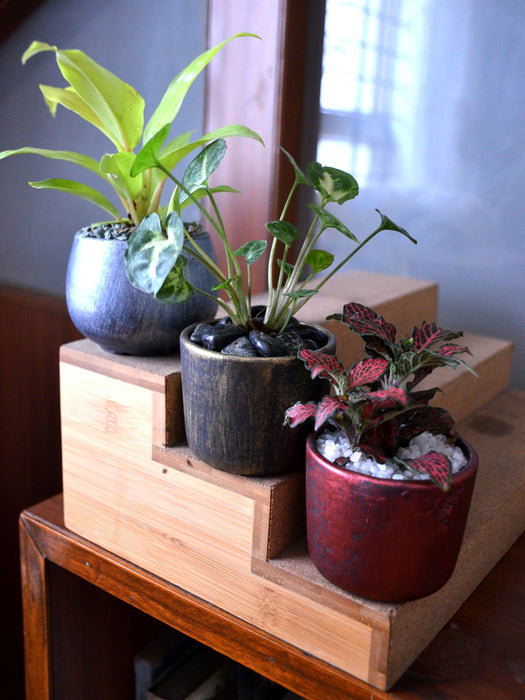 Indoor Plants in Rustic Clay Pots (Set of 3)