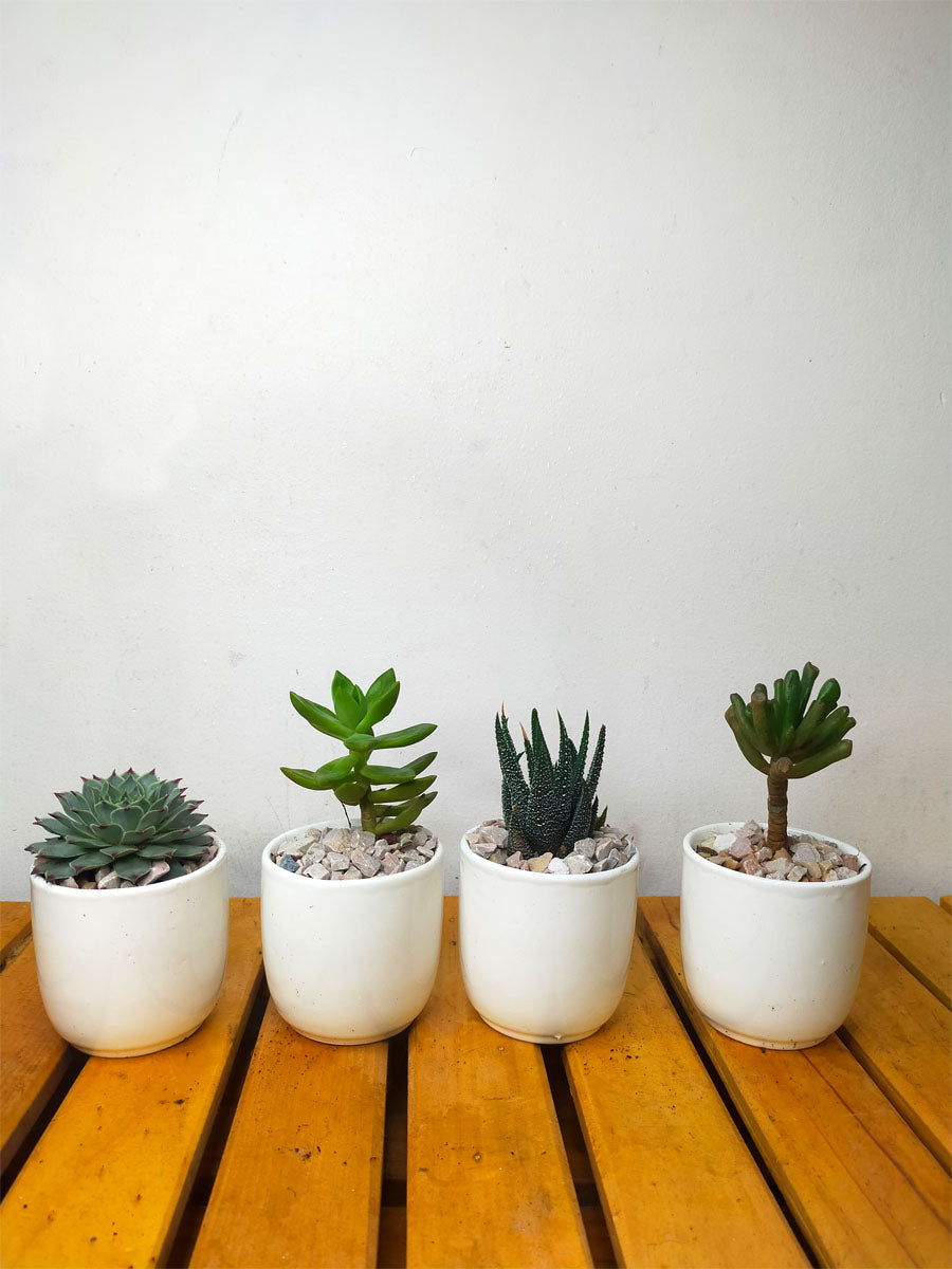 succulents in white ceramic pots Succulents in White Ceramic Pots (Set of 4) — Mudfingers