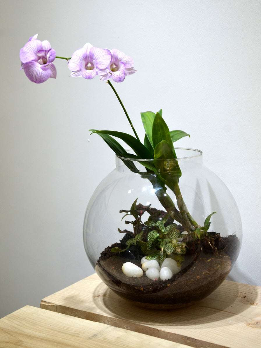 Terrariums — Mudfingers