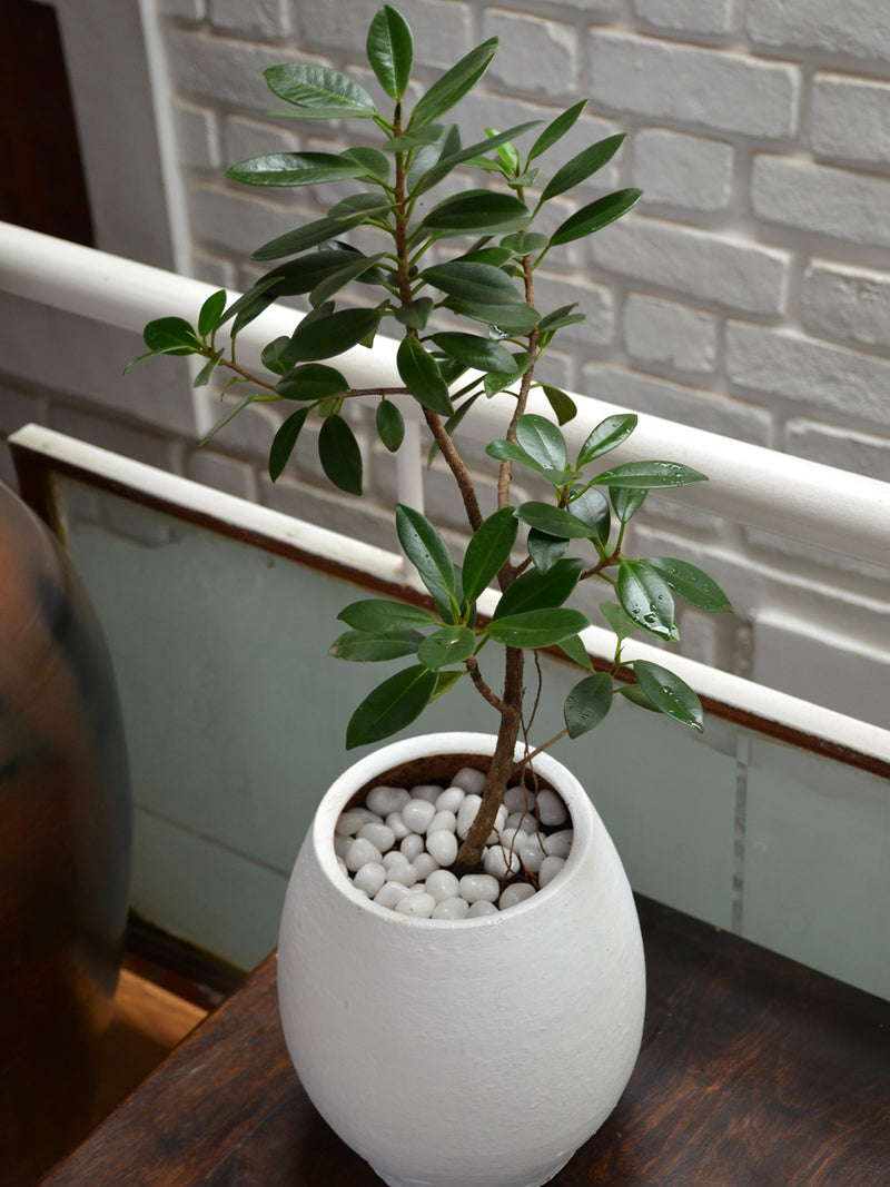 Ficus Green Island