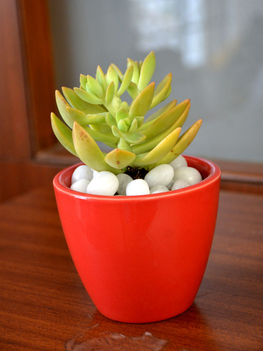 Yellow Sedum Succulent in Ceramic Pot