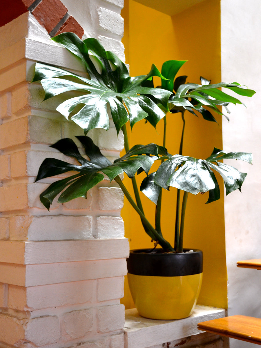 swiss cheese plant india Swiss Cheese Monstera — Mudfingers