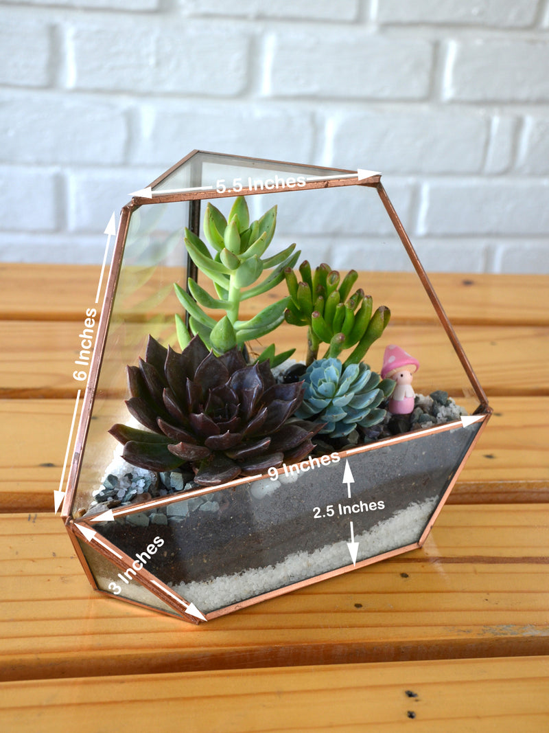 Superman Terrarium