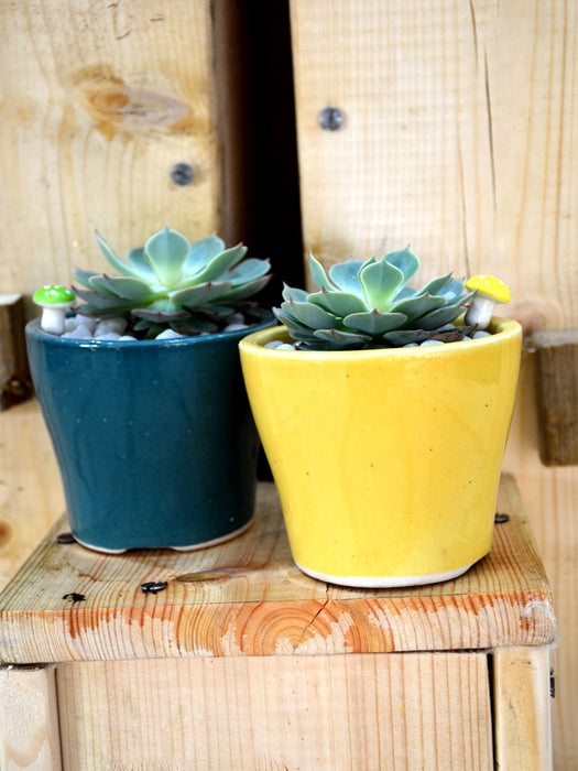 Succulent Combo in Ceramic Pots