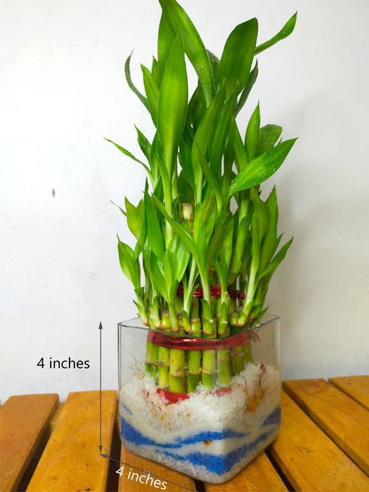 bamboo plant pot size Lucky Bamboo in Glass Pot — Mudfingers