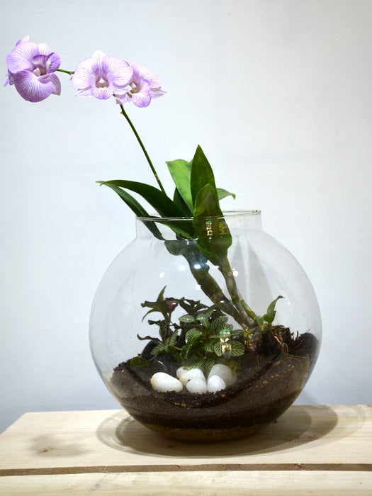 Orchid Round Terrarium