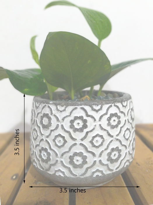 Money Plant in 3.5 inch Grey Cem Pots - Mughal Lattice