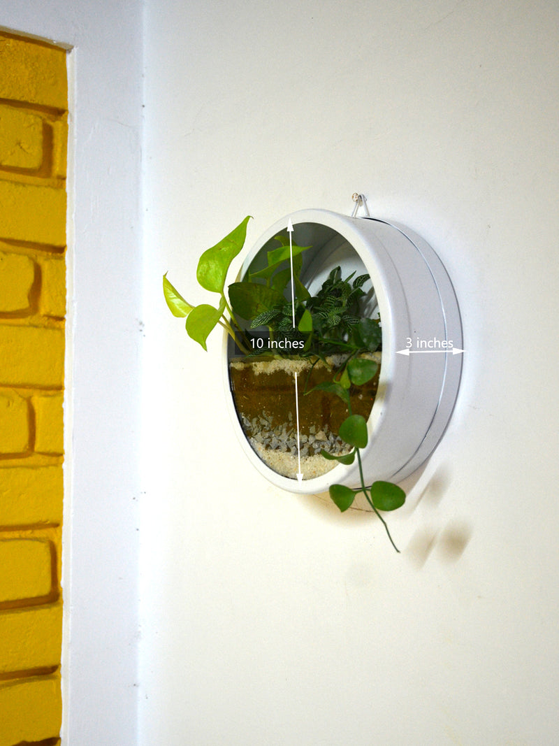 Round Wall Terrarium