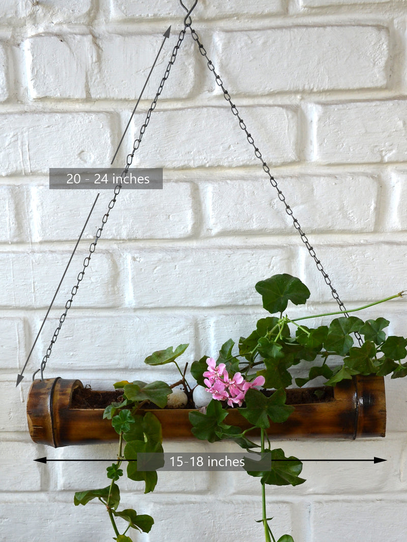 Ivy Geranium in Bamboo Planter