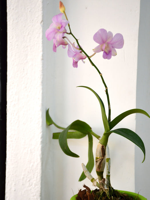 Orchid Plant