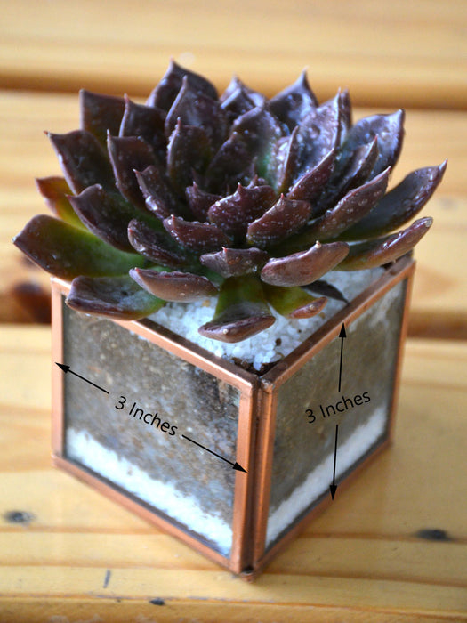 Mini Cube Succulent Terrarium