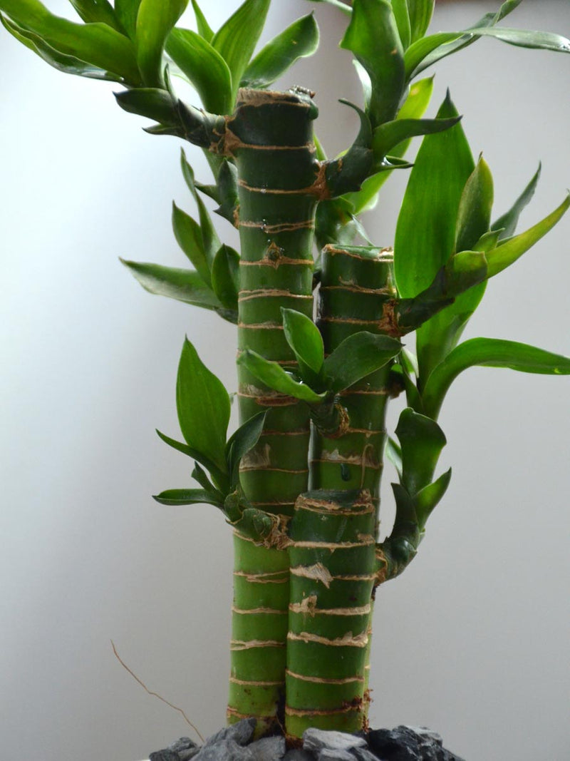 Lucky Lotus Bamboo in a 4 inch Ceramic Pot