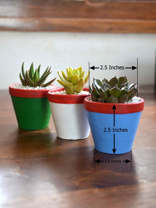 Succulent Triplets (Colored Pots)